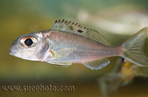 Xenotilapia ornatipinnis